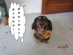 おすわりカニンヘンダックス