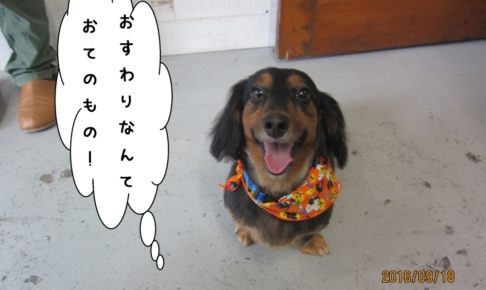 おすわりカニンヘンダックス