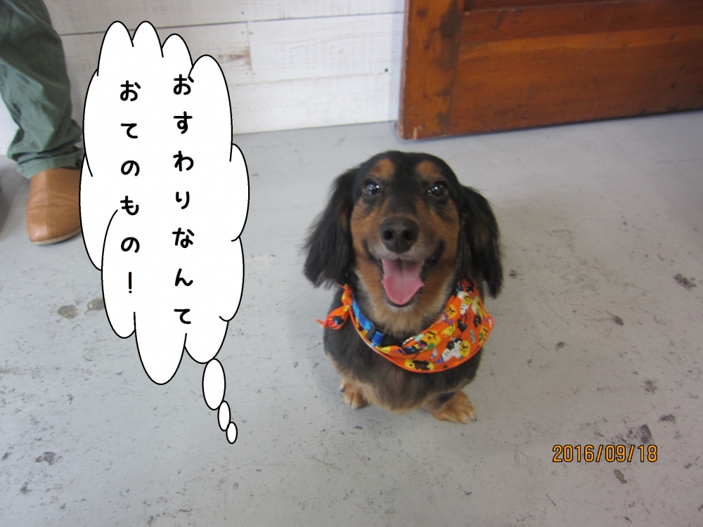 おすわりカニンヘンダックス