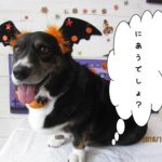 ハロウィンコーギー