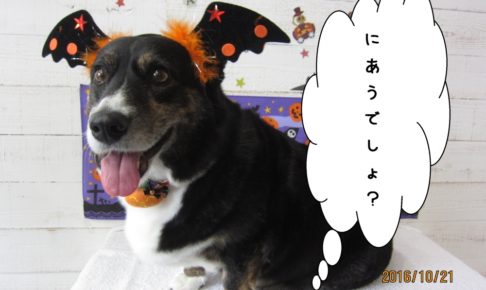 ハロウィンコーギー