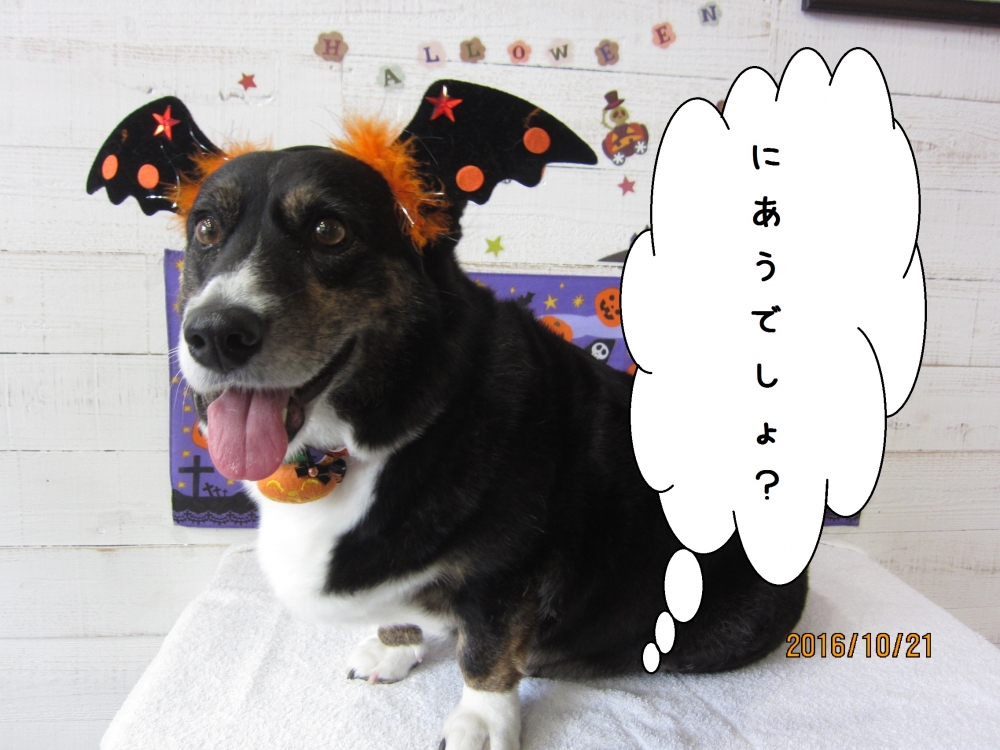 ハロウィンコーギー