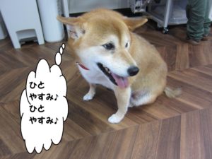 施術後柴犬