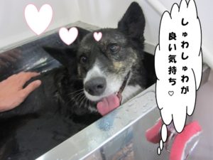 スパ中コーギー