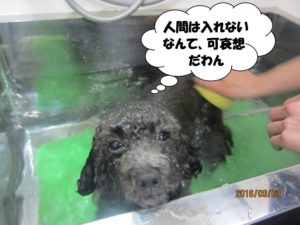 スパ中トイプードル