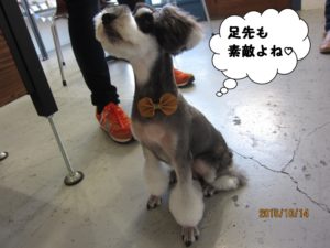 カット後Mシュナ