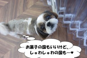 上目遣いシーズー