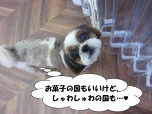 上目遣いシーズー