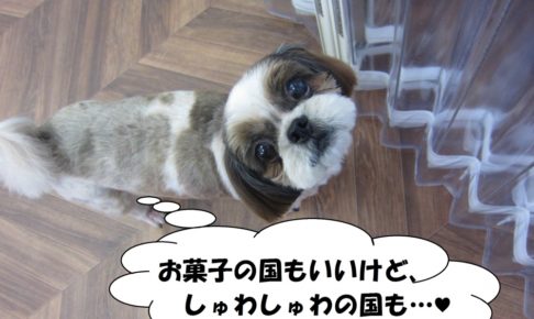 上目遣いシーズー