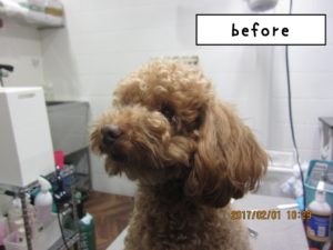 カット前トイプードル