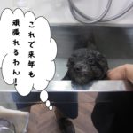 ちゃぷちゃぷトイプードル