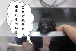 ちゃぷちゃぷトイプードル