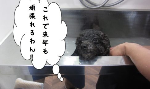 ちゃぷちゃぷトイプードル