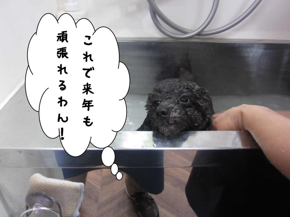 ちゃぷちゃぷトイプードル