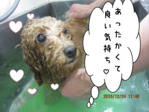 スパ中トイプードル