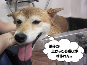 スパ中柴犬