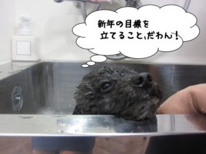 スパ中トイプードル