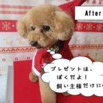 おすましトイプードル