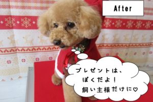 おすましトイプードル