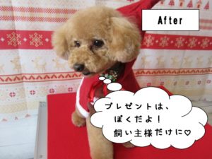 おすましトイプードル