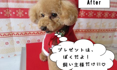 おすましトイプードル