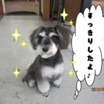 おすわりMシュナ