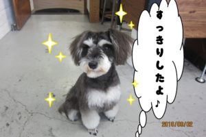 おすわりMシュナ