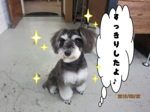 おすわりMシュナ