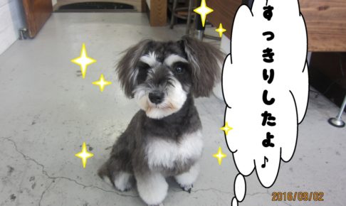 おすわりMシュナ