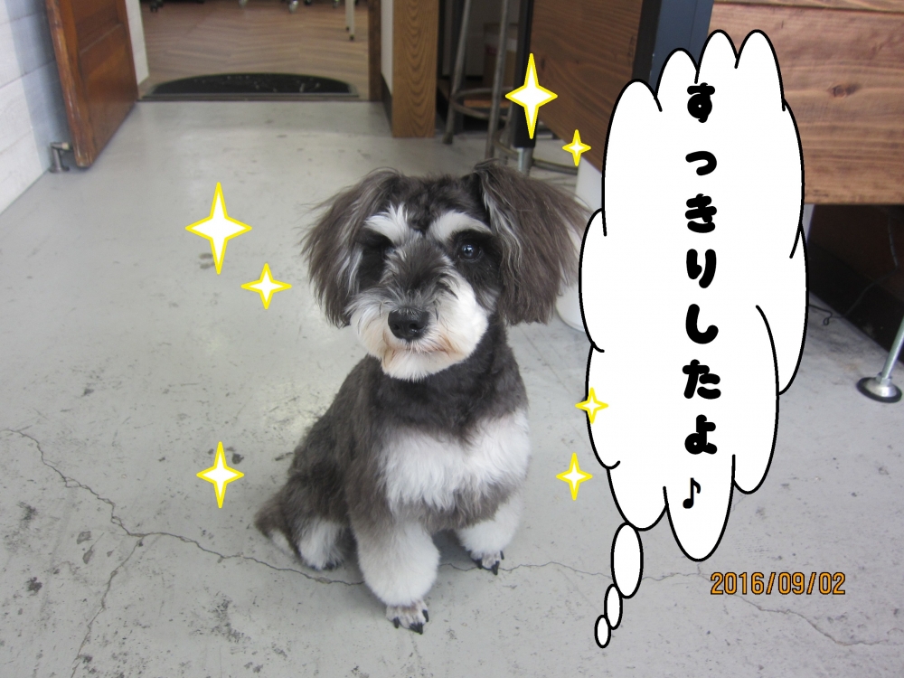 おすわりMシュナ