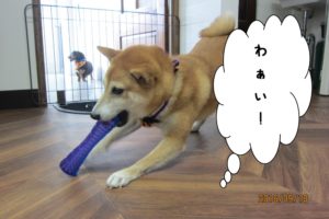はしゃぐ柴犬