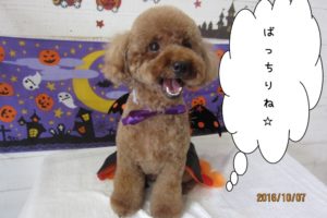 ハロウィントイプードル