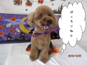 ハロウィントイプードル