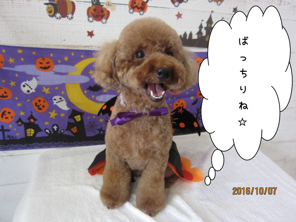 ハロウィントイプードル