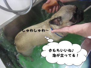 スパ中フレンチブルドッグ