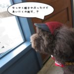 窓際トイプードル