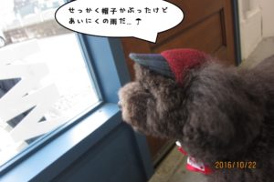 窓際トイプードル