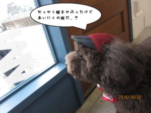 窓際トイプードル