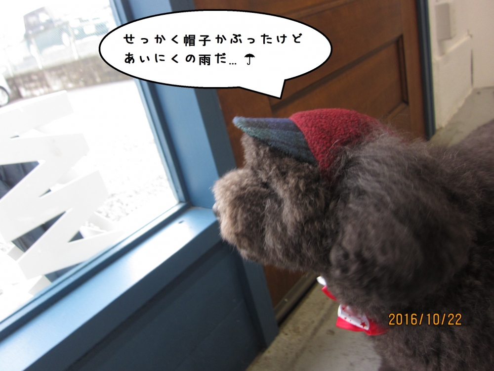 窓際トイプードル