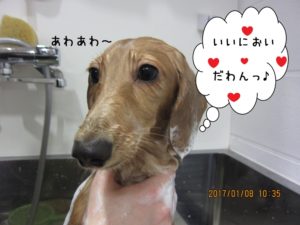 シャンプー中ミニチュアダックス