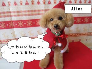 カット後トイプードル