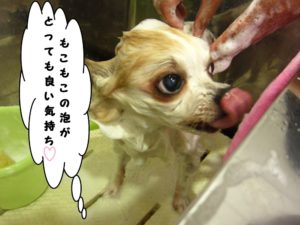 シャンプー中チワワ
