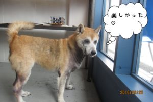 窓際柴犬
