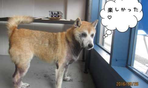 窓際柴犬