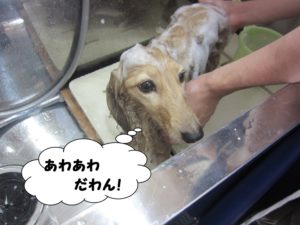 シャンプー中ミニチュアダックス