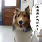 笑顔シェルティー