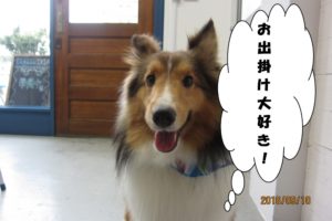 笑顔シェルティー