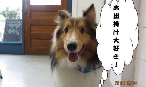 笑顔シェルティー