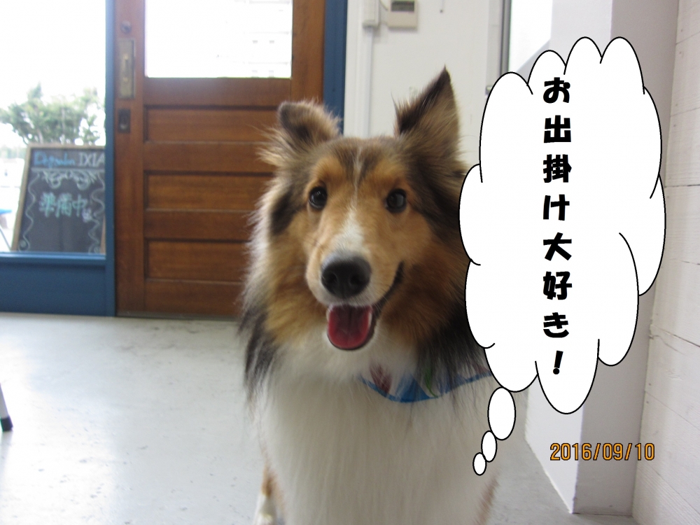 笑顔シェルティー