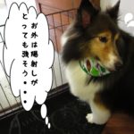 汗シェルティー